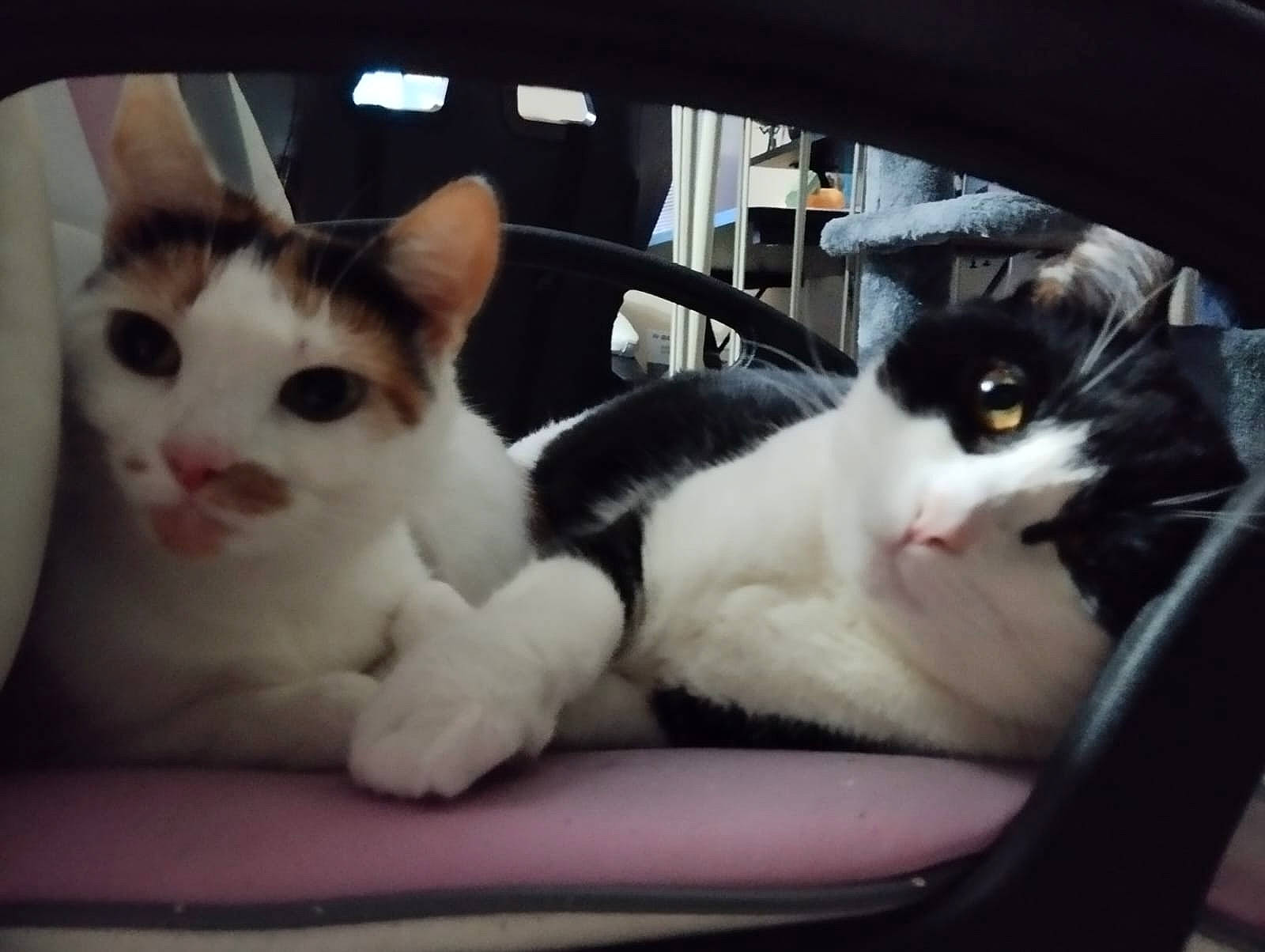 Lilith is registered to the contest to win money with this photo: auto_part, automotive_exterior, automotive_lighting, automotive_window_part, carnivore, cat, comfort, domestic_short_haired_cat, felidae, fur, motor_vehicle, paw, personal_luxury_car, small_to_medium_sized_cats, snout, tail, vertebrate, whiskers, window, windshield