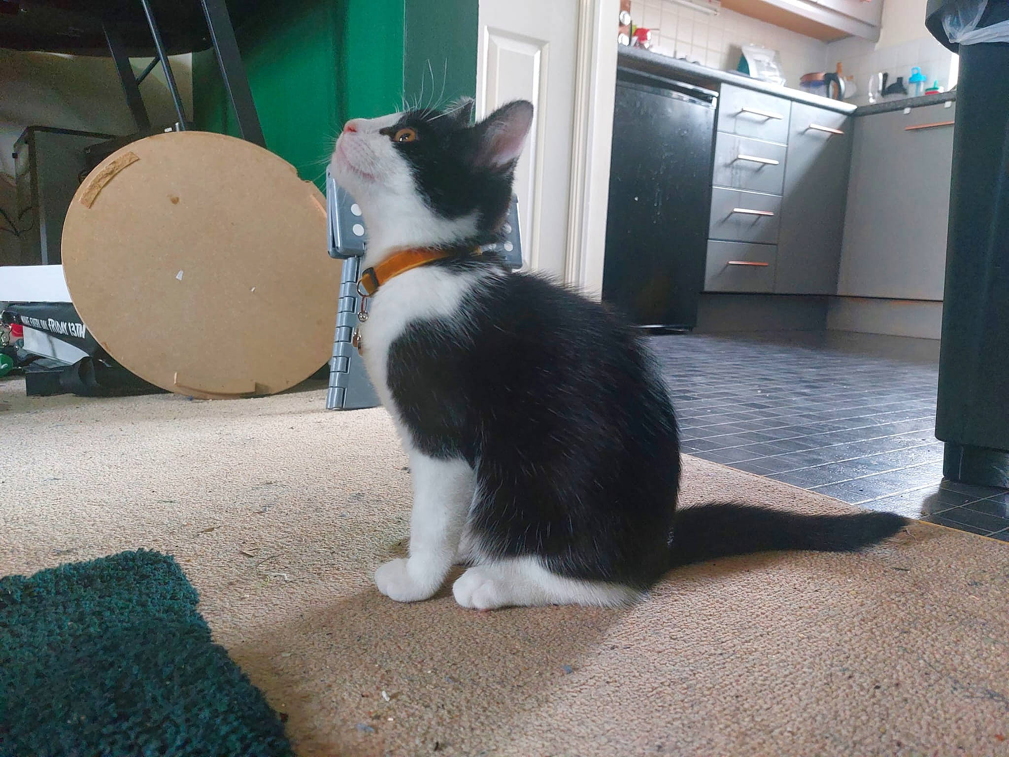 Lilith is registered to the contest to win money with this photo: cabinetry, canidae, carnivore, cat, dog_breed, domestic_short_haired_cat, door, felidae, flooring, fur, grey, sitting, small_to_medium_sized_cats, snout, tail, whiskers