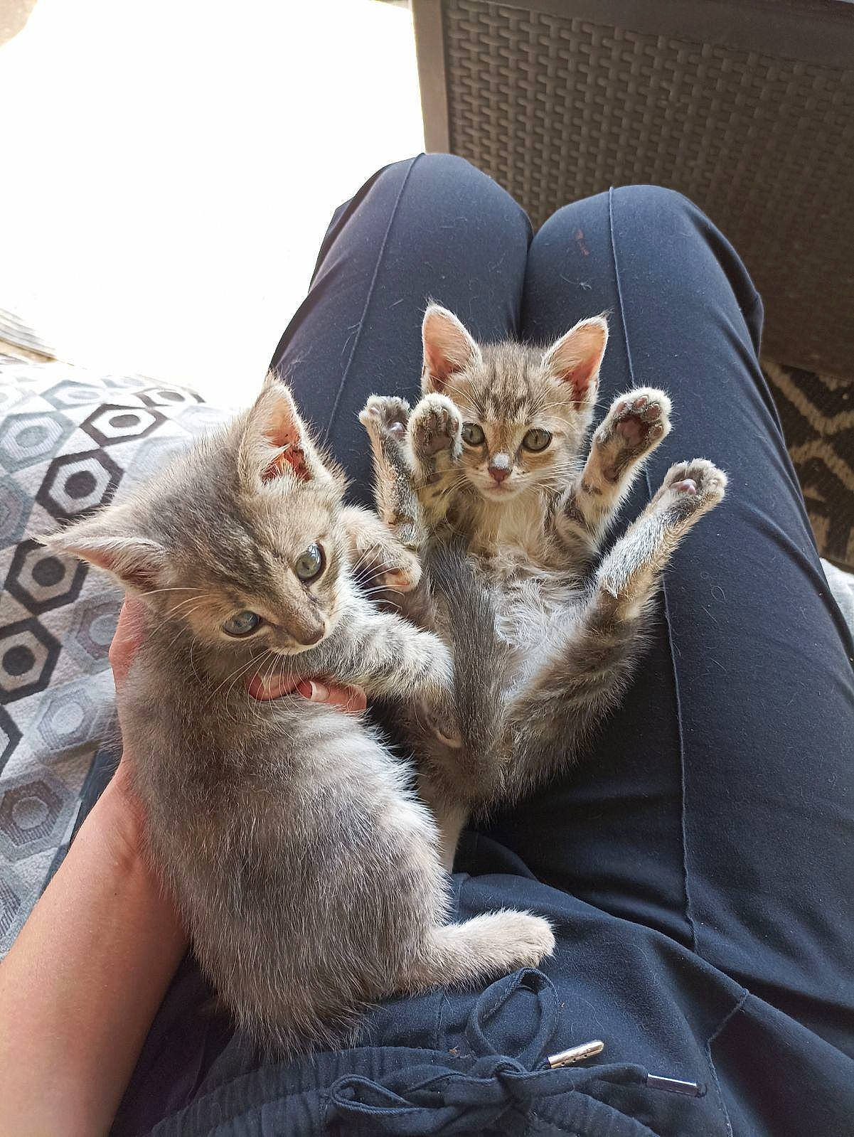 Roussette participe au concours pour gagner de l'argent avec cette photo : carnivore, cat, chair, claw, comfort, couch, domestic_short_haired_cat, fawn, felidae, fur, gesture, grey, nap, paw, sitting, small_to_medium_sized_cats, tail, whiskers