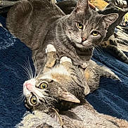Fred And Dozer joined the competition — help win amazing prizes! cat, cats, feline, pet, cute, animal, cuddle, blanket, soft, fur, eyes, whiskers, domestic, resting, cozy, indoor, closeup, two, playful, relaxed