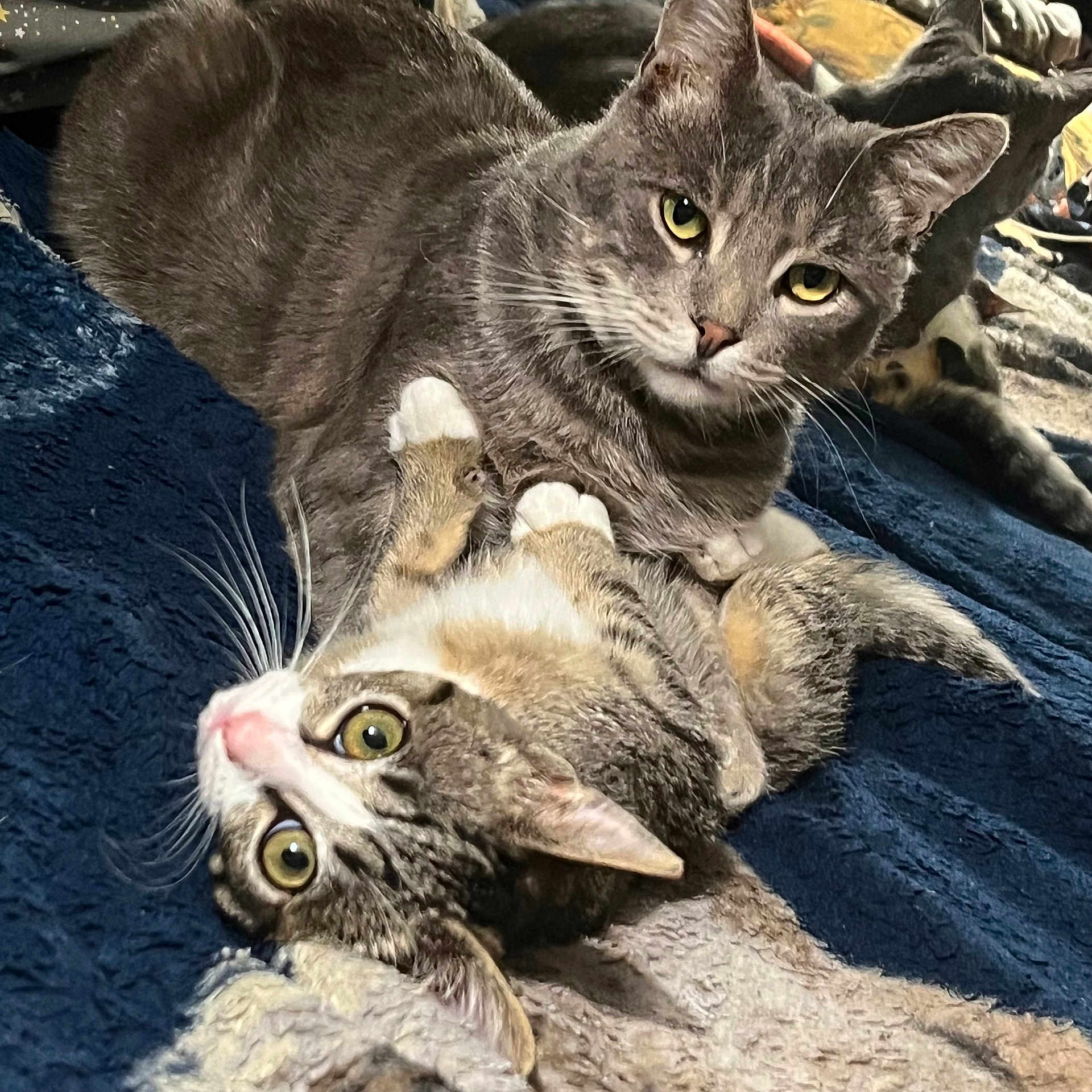 Fred And Dozer joined the competition — help win amazing prizes! cat, cats, feline, pet, cute, animal, cuddle, blanket, soft, fur, eyes, whiskers, domestic, resting, cozy, indoor, closeup, two, playful, relaxed
