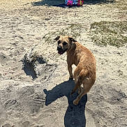 Mila joined the competition — help win amazing prizes! animal, beach, canine, daytime, dog, grass, happy, nature, outdoor, park, pet, playful, recreation, sand, shadow, summer, sunlight, trees, vacation, water
