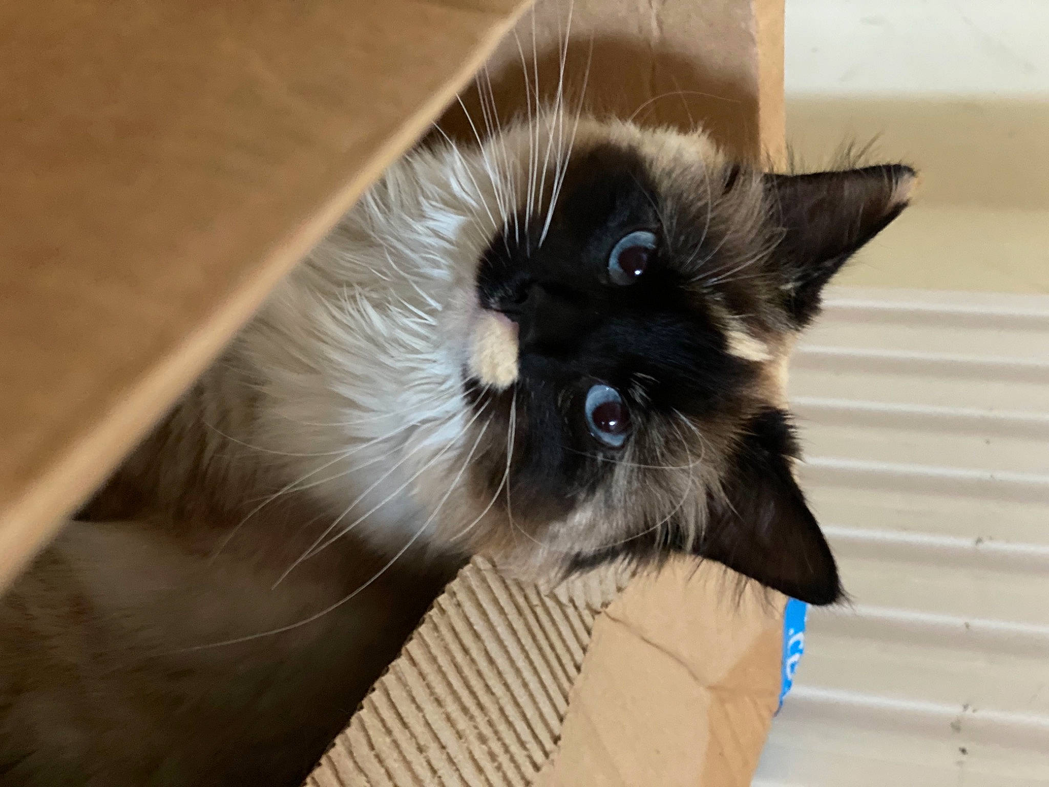 Genie joined the competition — help win amazing prizes! birman, carnivore, cat, claw, dog_breed, fawn, felidae, fur, hardwood, paw, persian, siamese, small_to_medium_sized_cats, snout, tail, whiskers, wood, working_animal
