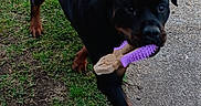 Ava is registered to the contest to win money with this photo: black_coat, chew_toy, close_up, concrete, dog, driveway, garage_door, grass, mouth, outdoor, pavement, paw, pet, playful, portrait, purple_toy, rottweiler, standing, toy, yard