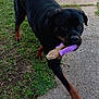 Ava is registered to the contest to win money with this photo: black_coat, chew_toy, close_up, concrete, dog, driveway, garage_door, grass, mouth, outdoor, pavement, paw, pet, playful, portrait, purple_toy, rottweiler, standing, toy, yard