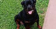 Ava joined the competition — help win amazing prizes! animal, black_and_tan, canine, dog, friendly, grass, happy, looking_up, mammal, nature, outdoor, pet, playful, rottweiler, sitting, summer, tongue, tongue_out, wood, yard
