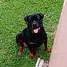animal, black_and_tan, canine, dog, friendly, grass, happy, looking_up, mammal, nature, outdoor, pet, playful, rottweiler, sitting, summer, tongue, tongue_out, wood, yard