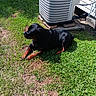 Ava joined the competition — help win amazing prizes! air_conditioner, animal, backyard, black_and_tan, canine, dog, fence, grass, house, hvac_unit, large_dog, lawn, lying_down, outdoor, pet, photography, relaxed, rottweiler, shadow, sunlight