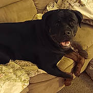 Ava is registered to the contest to win money with this photo: dog, black_dog, couch, quilt, blanket, indoor, pet, animal, carpet, furniture, happy, resting, canine, living_room, home, comfort, relaxed, tongue_out, brown, close_up