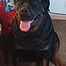 Ava is registered to the contest to win money with this photo: animal, black_and_brown, canine, carpet, clothing, dog, happy, home, indoor, large_dog, living_room, open_mouth, panting, pet, portrait, red_chair, rottweiler, shoe, sitting, tongue