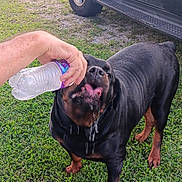 Ava joined the competition — help win amazing prizes! animal, black_and_brown, chain_link_fence, dog, drinking, drool, funny, grass, human_hand, outdoor, pet, pickup_truck, portrait, rottweiler, suburban, thirsty, tongue, vehicle, water_bottle, yard