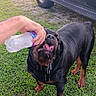 animal, black_and_brown, chain_link_fence, dog, drinking, drool, funny, grass, human_hand, outdoor, pet, pickup_truck, portrait, rottweiler, suburban, thirsty, tongue, vehicle, water_bottle, yard
