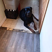 Ava joined the competition — help win amazing prizes! black_fur, crate, dog, domestic, doorway, floor, guard_dog, hallway, indoor, jar, looking_up, paws, pet, plastic_bottle, rottweiler, sitting, storage_bin, tile_floor, wall, wood_floor