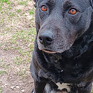 Rylie is registered to the contest to win money with this photo: dog, black_dog, animal, pet, outdoor, grass, dirt, portrait, close_up, sitting, fur, canine, looking_up, eyes, nature, mammal, friendly, companion, domestic_animal, cute