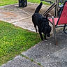 animal, backyard, black_dog, boat, boat_trailer, chair, concrete, dog, fence, garden, grass, greenery, lawn, outdoor, patio, pet, red_chair, sidewalk, sunlight, trees