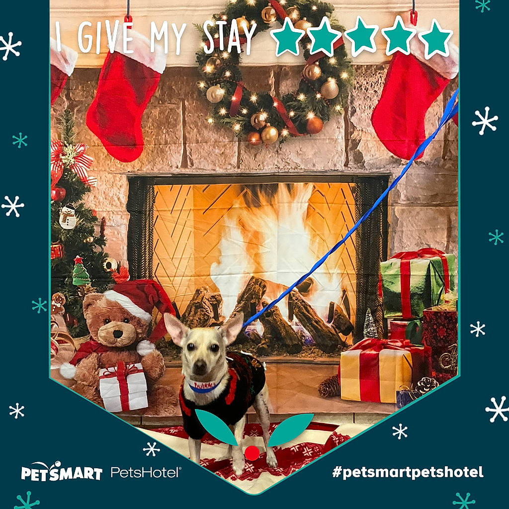 Bubbles is registered to the contest to win money with this photo: advertising, art, christmas, christmas_decoration, christmas_eve, christmas_ornament, deer, dog, event, fictional_character, font, graphic_design, graphics, holiday, holiday_ornament, interior_design, ornament, painting, rectangle, working_animal