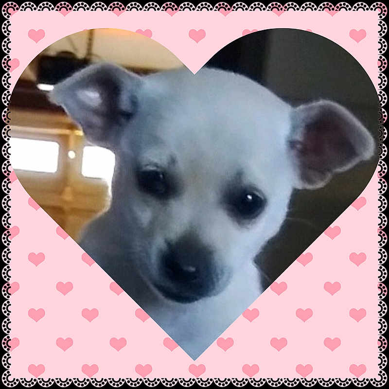 Bubbles is registered to the contest to win money with this photo: canidae, carnivore, chihuahua, companion_dog, dog, dog_breed, fawn, mammal, nose, photo_caption, puppy, puppy_love, rare_breed_dog, snout, square, toy_dog, vertebrate
