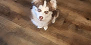 Purdy is registered to the contest to win money with this photo: adorable, animal, brown_and_white, companion, cute, dog, domestic, ears, flooring, fluffy, fur, indoor, looking_up, nose, pet, puppy, shadow, small_dog, wooden_floor, young_dog