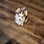 Purdy is registered to the contest to win money with this photo: puppy, dog, indoor, wooden_floor, cute, fluffy, pet, animal, looking_up, young_dog, small_dog, brown_and_white, ears, nose, fur, flooring, shadow, domestic, companion, adorable