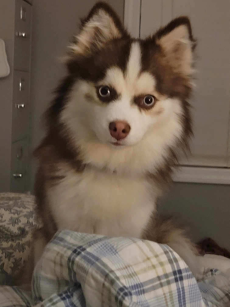 Purdy is registered to the contest to win money with this photo: dog, indoor, bed, blanket, plaid, fur, blue_eyes, pet, curious, animal, canine, fluffy, cozy, portrait, fur_pattern, home, cute, looking_at_camera, mammal, domestic