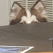 Purdy is registered to the contest to win money with this photo: background, brown, cards, closeup, curious, dog, ears, eyes, furry, hiding, indoor, observation, peeking, pet, sports_cards, stack, table, vent, white, wooden_table