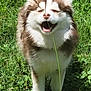 Purdy is registered to the contest to win money with this photo: animal, canine, cute, dog, ears, field, fur, grass, greenery, happy, mammal, nature, nose, outdoor, pet, playful, smiling, summer, sunlight, walking