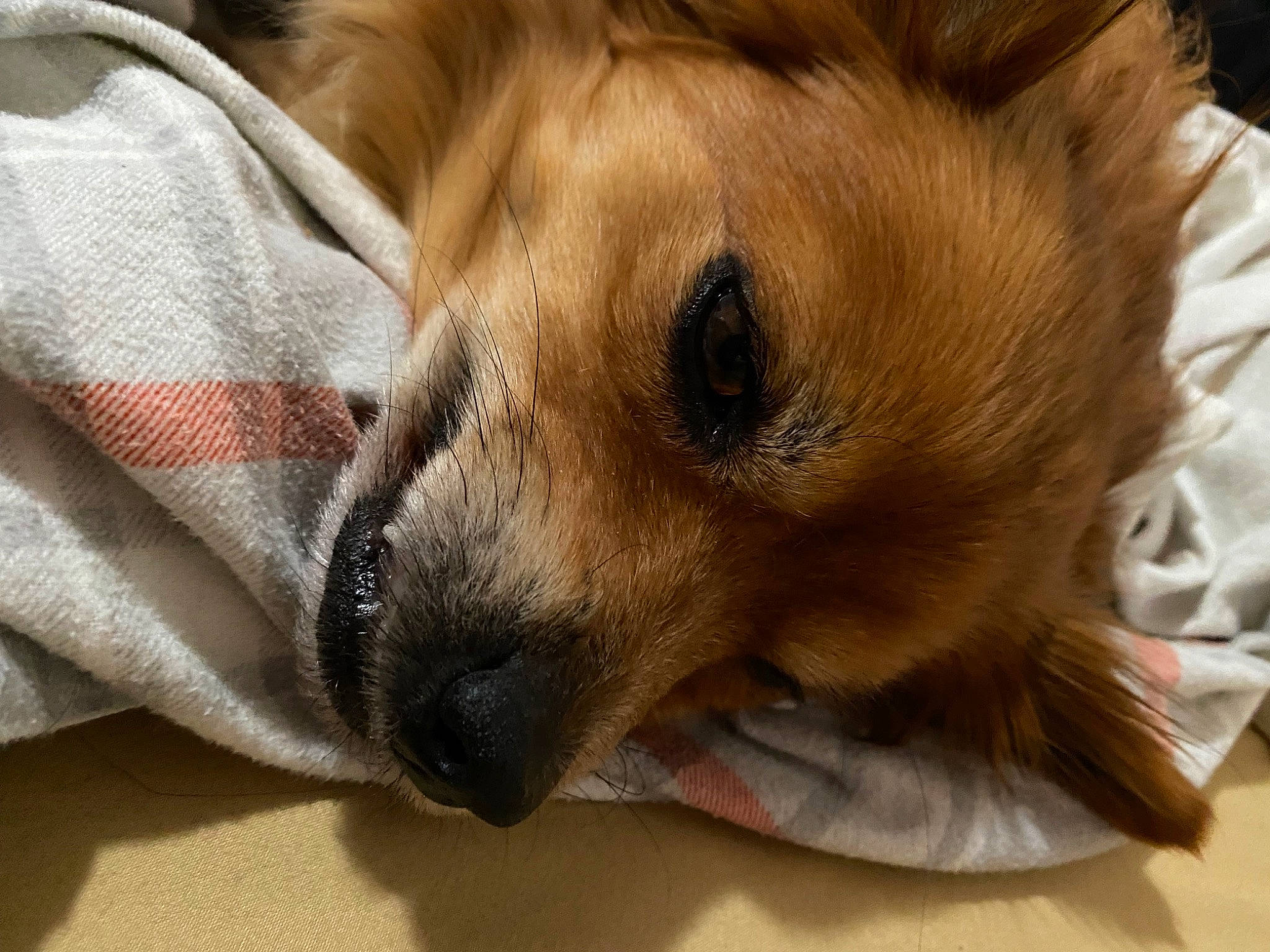 Kingston is registered to the contest to win money with this photo: carnivore, chihuahua, comfort, companion_dog, corgi_chihuahua, dog, dog_breed, ear, fawn, fur, nap, paw, pomeranian, puppy, snout, spitz, sporting_group, terrestrial_animal, toy_dog, whiskers