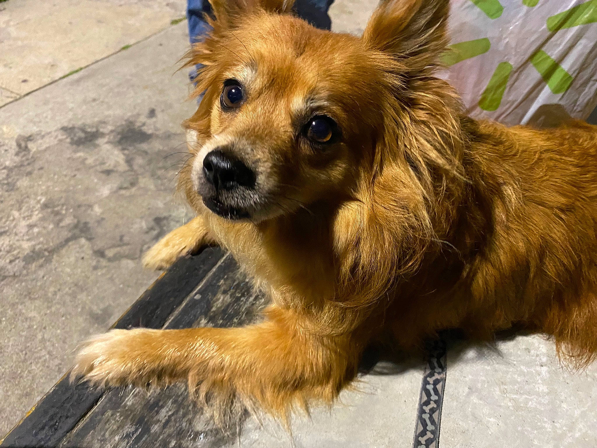 Kingston joined the competition — help win amazing prizes! ancient_dog_breeds, canidae, carnivore, companion_dog, dog, dog_breed, dog_supply, eye, fur, liver, snout, sporting_group, terrestrial_animal, toy_dog, whiskers, wildlife, working_animal, working_dog