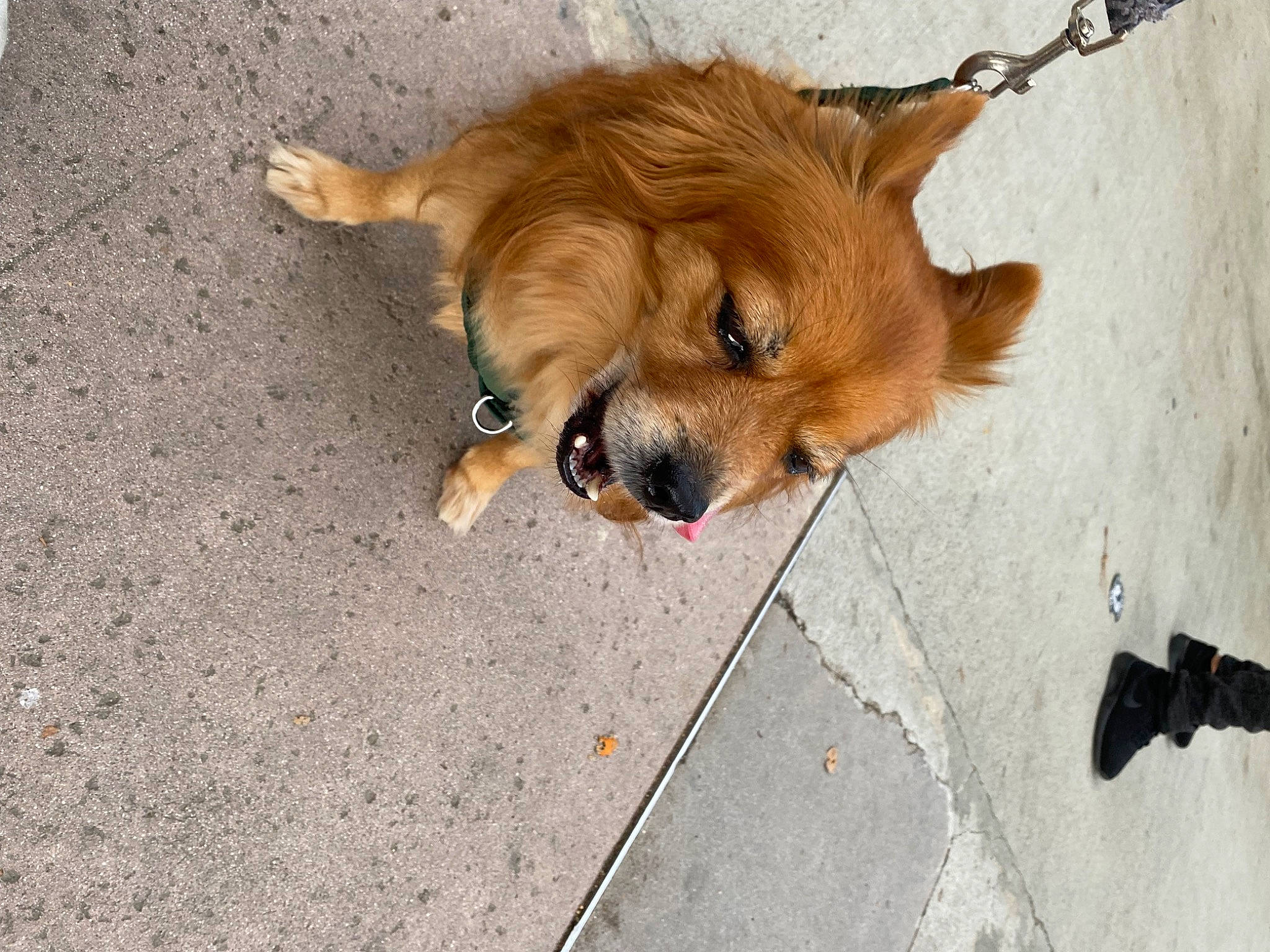 Kingston is registered to the contest to win money with this photo: asphalt, canidae, carnivore, companion_dog, dog, dog_breed, dog_supply, fawn, fur, leash, liver, paw, road_surface, sidewalk, small_greek_domestic_dog, sporting_group, toy_dog, volpino_italiano, whiskers, working_animal