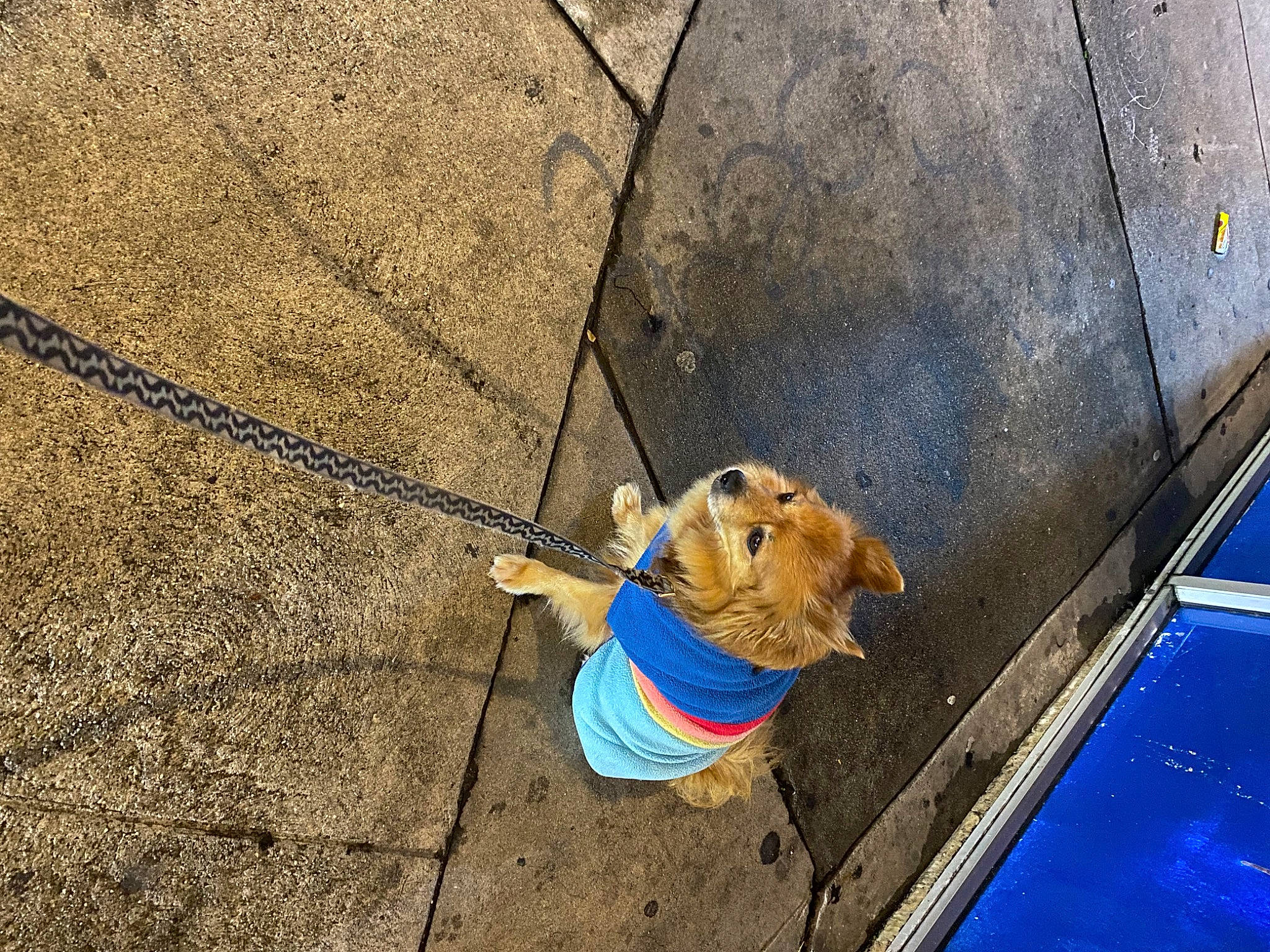 Kingston joined the competition — help win amazing prizes! adventure, asphalt, carnivore, concrete, dog, dog_breed, dog_collar, electric_blue, fashion_accessory, fawn, leash, leisure, public_utility, recreation, road_surface, rope, shadow, sidewalk, soil, wood