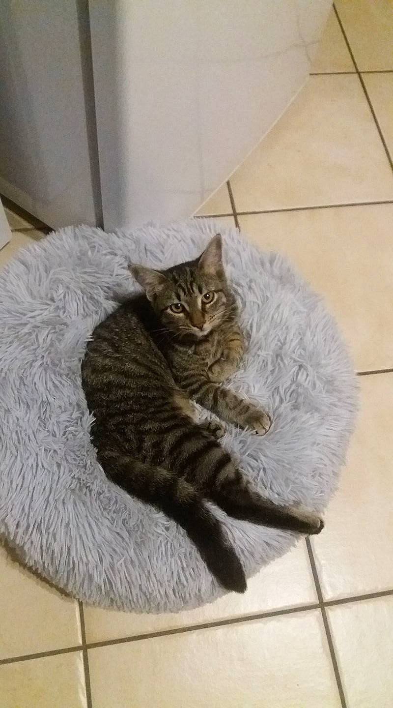 Aby participe au concours pour gagner de l'argent avec cette photo : carnivore, cat, felidae, floor, flooring, fur, grey, small_to_medium_sized_cats, tail, tile, tile_flooring, whiskers