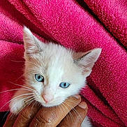 Akira is registered to the contest to win money with this photo: animal, blue_eyes, cat, close_up, comfort, cute, fur, hand, human_hand, indoor, kitten, pet, pink_towel, small, soft, texture, touch, whiskers, white_fur, young