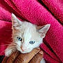 animal, blue_eyes, cat, close_up, comfort, cute, fur, hand, human_hand, indoor, kitten, pet, pink_towel, small, soft, texture, touch, whiskers, white_fur, young