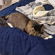 Binx is registered to the contest to win money with this photo: cat, bed, blanket, stretching, feline, fur, indoor, carpet, comfort, cozy, sleepy, resting, domestic_animal, pet, window, curtains, bedding, relaxation, room, furniture