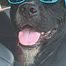 dog, black_dog, sunglasses, tongue_out, car_interior, pet, happy, cool, close_up, canine, animal, seat, window, summer, funny, portrait, companion, domestic_animal, bright_color, sunlight