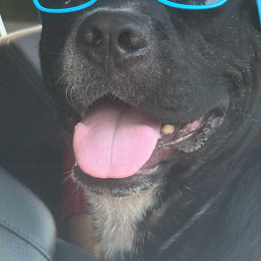 Hank