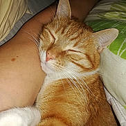 Leo a rejoint le concours — aidez-le/la à gagner de superbes lots ! aegean_cat, asian, carnivore, cat, domestic_short_haired_cat, ear, european_shorthair, fawn, felidae, fur, german_rex, kitten, leg, nap, nose, skin, sleep, small_to_medium_sized_cats, tabby_cat, whiskers