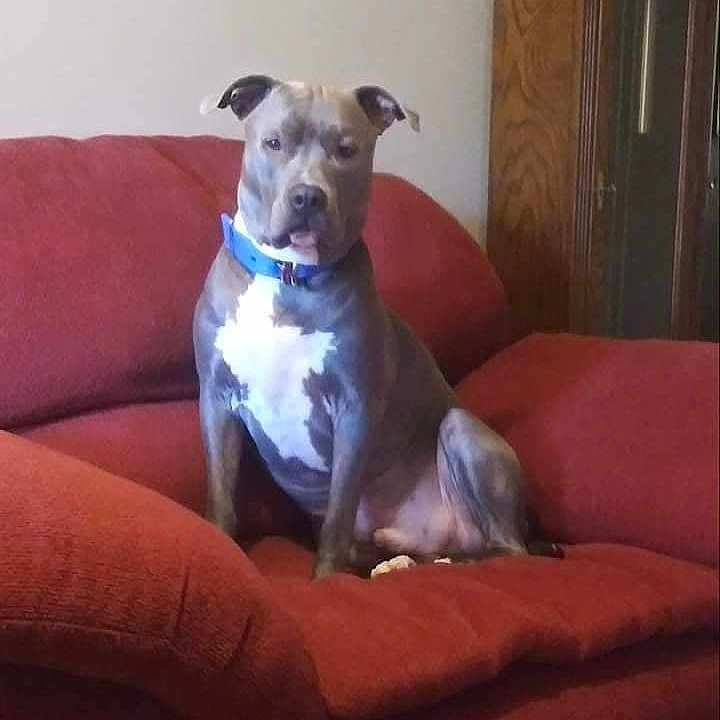 Kilo is registered to the contest to win money with this photo: animal, ball, boxer, bulldog, canine, couch, cushion, dog, frenchbulldog, furniture, homedecor, indoors, interiordesign, pet, pitbull, puppy, snout, sport, tennis, tennisball