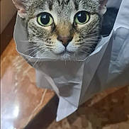 Vadia participe au concours pour gagner de l'argent avec cette photo : cat, tabby, paper_bag, curious, green_eyes, pet, indoor, close_up, animal, face, whiskers, ears, feline, looking, portrait, floor, marble, domestic, cute, funny