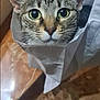 cat, tabby, paper_bag, curious, green_eyes, pet, indoor, close_up, animal, face, whiskers, ears, feline, looking, portrait, floor, marble, domestic, cute, funny