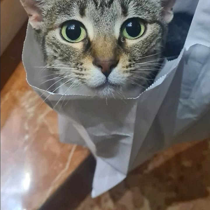 Vadia participe au concours pour gagner de l'argent avec cette photo : animal, cat, close_up, curious, cute, domestic, ears, face, feline, floor, funny, green_eyes, indoor, looking, marble, paper_bag, pet, portrait, tabby, whiskers