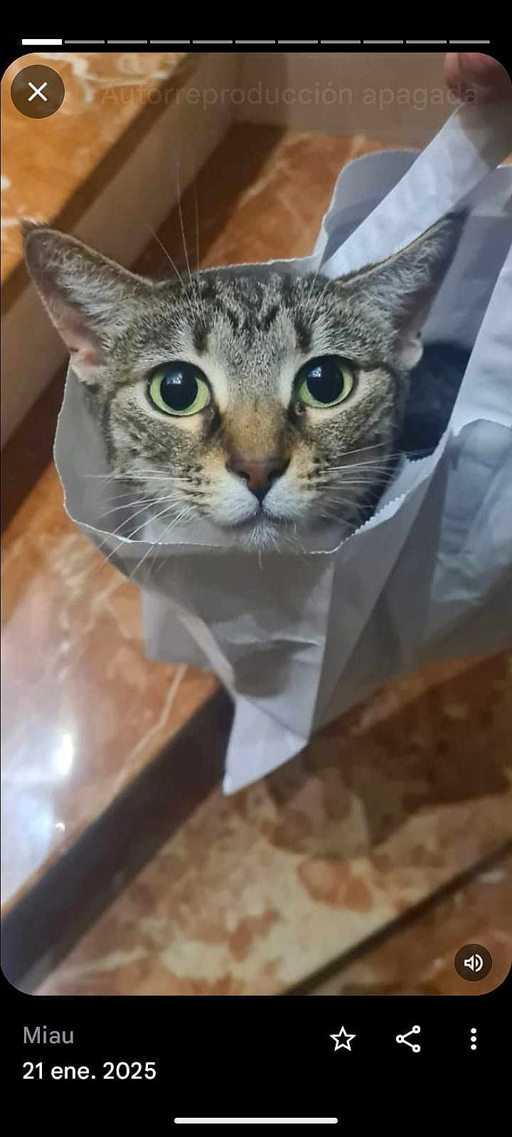 Vadia participe au concours pour gagner de l'argent avec cette photo : cat, tabby, paper_bag, curious, green_eyes, pet, indoor, close_up, animal, face, whiskers, ears, feline, looking, portrait, floor, marble, domestic, cute, funny