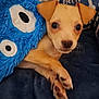 Peanut is registered to the contest to win money with this photo: puppy, dog, blanket, plush, blue, tan, bedspread, pillow, bones, paw_prints, cute, small, pet, indoor, cozy, fur, animal, resting, soft, young