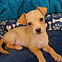 Peanut is registered to the contest to win money with this photo: puppy, dog, bed, blanket, blue, tan, cute, pet, animal, young, ears, paw_prints, bones, cozy, indoor, resting, looking, small, fur, adorable