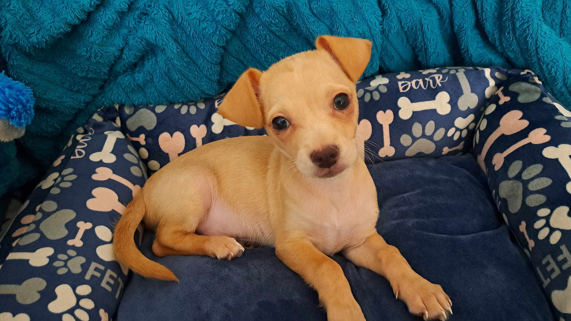 Peanut is registered to the contest to win money with this photo: puppy, dog, bed, blanket, blue, tan, cute, pet, animal, young, ears, paw_prints, bones, cozy, indoor, resting, looking, small, fur, adorable