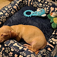 Peanut joined the competition — help win amazing prizes! puppy, dog, sleeping, dog_bed, plush_toy, floor_tile, cozy, cute, animal, pet, resting, indoor, small_dog, tan_fur, toy, blue_toy, green_toy, paw_prints, bones, peaceful