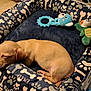 puppy, dog, sleeping, dog_bed, plush_toy, floor_tile, cozy, cute, animal, pet, resting, indoor, small_dog, tan_fur, toy, blue_toy, green_toy, paw_prints, bones, peaceful