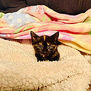 Starr is registered to the contest to win money with this photo: kitten, cat, tortoiseshell, pet, animal, blanket, cozy, fluffy, couch, indoor, cute, small, fur, face, resting, comfort, colorful, pastel, young, curious