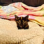kitten, cat, tortoiseshell, pet, animal, blanket, cozy, fluffy, couch, indoor, cute, small, fur, face, resting, comfort, colorful, pastel, young, curious