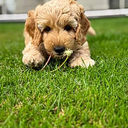 River is registered to the contest to win money with this photo: puppy, dog, grass, flower, outdoor, animal, cute, pet, nature, closeup, sniffing, young, fur, green, adorable, playful, leaf, canine, mammal, summer